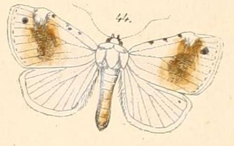 Pl.108-44-Calesia cirrus (=Chasmina cirrus (Felder & Rogenhofer 1874))