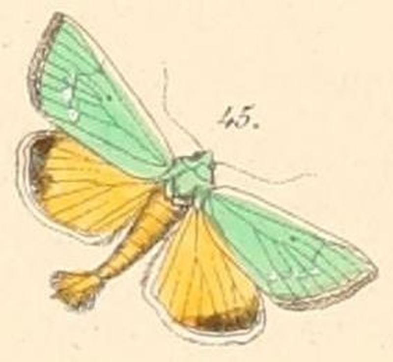 Pl.108-45-Thalpochares aerugo (=Adisura aerugo)