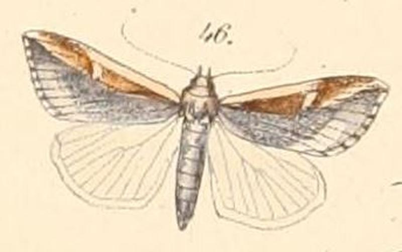Pl.108-46-Epimeciodes abunda (Felder & Rogenhofer 1874)