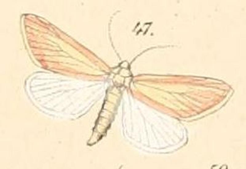 Pl.108-47-Acrapex aenigma (Felder & Rogenhofer, 1874)