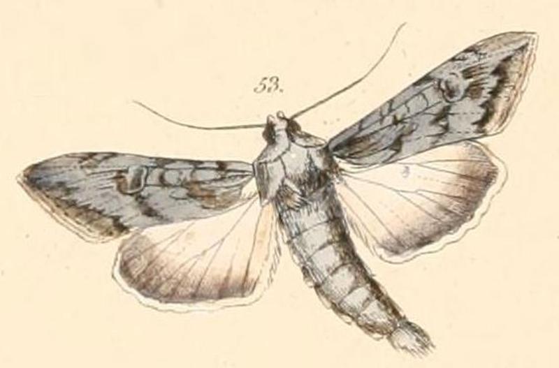 Pl.108-53-Cucullia terensis Felder & Rogenhofer, 1874