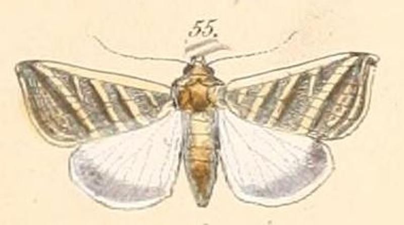 Pl.108-55-Heliothis tergemina (C. Felder & Rogenhofer, 1874)