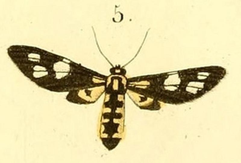 Pl.11-05-Stictonaclia myodes (Guérin-Méneville, 1832)