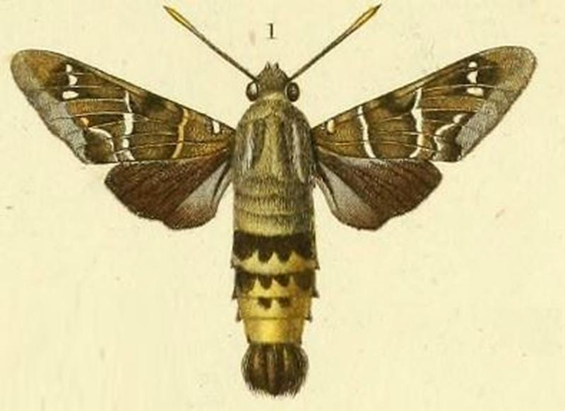 Pl.11-fig.1-Aellopos blaini Herrich-Schäffer, 1869