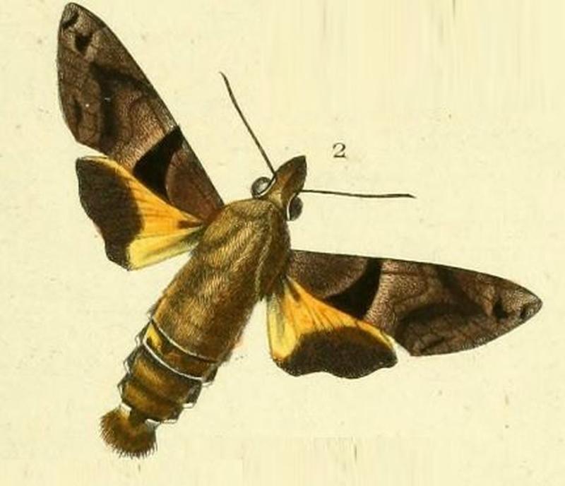 Pl.11-fig.2-Macroglossum heliophila