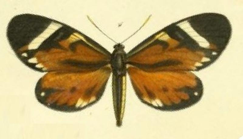 Pl.11-fig.4-Gazerna simulans (Duboisvalia simulans))