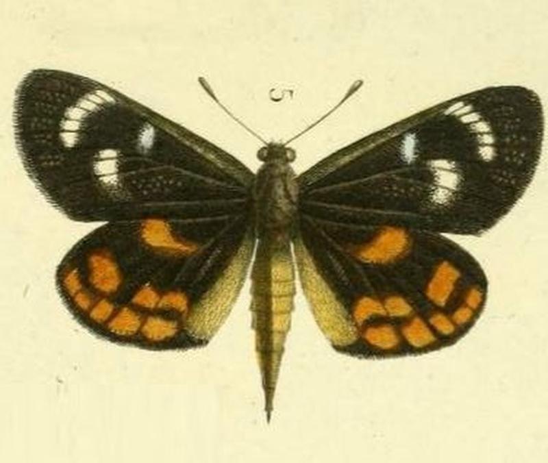 Pl.11-fig.5-Synemon parthenoides Felder, 1874