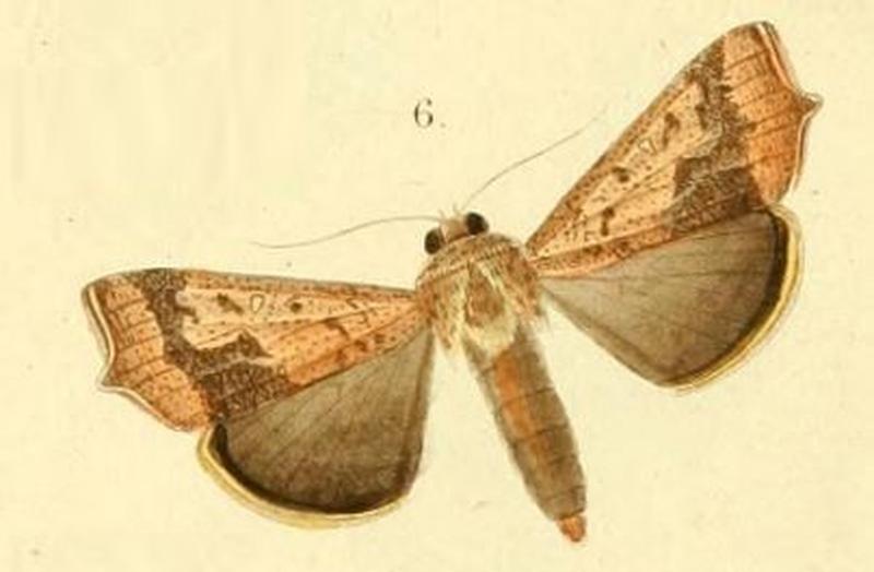 Pl.11-fig.6.-Anomis sabulifera (Guenée, 1852)