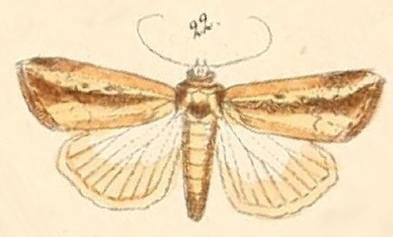 Pl.110-22-Leucania tacuna