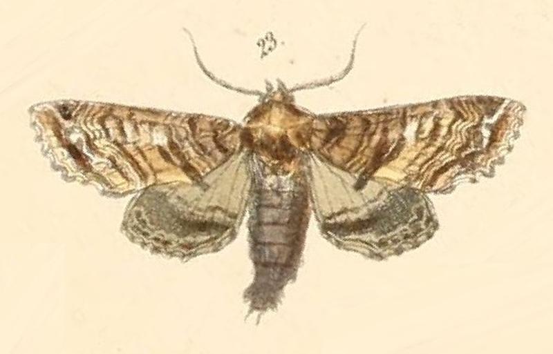 Pl.110-23-Eurhipia Geyeri (=Eutelia geyeri)