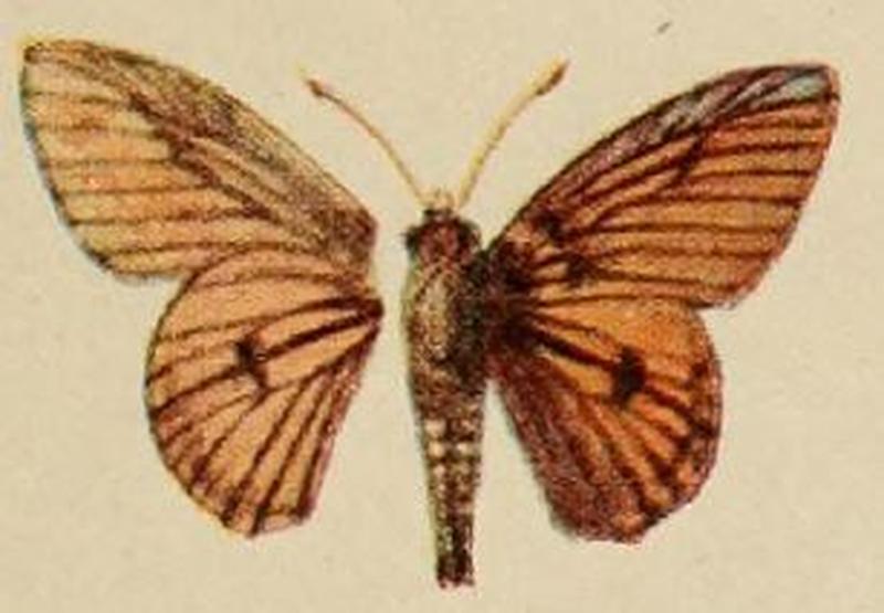 Pl.12-01-Abantis rubra Holland, 1920