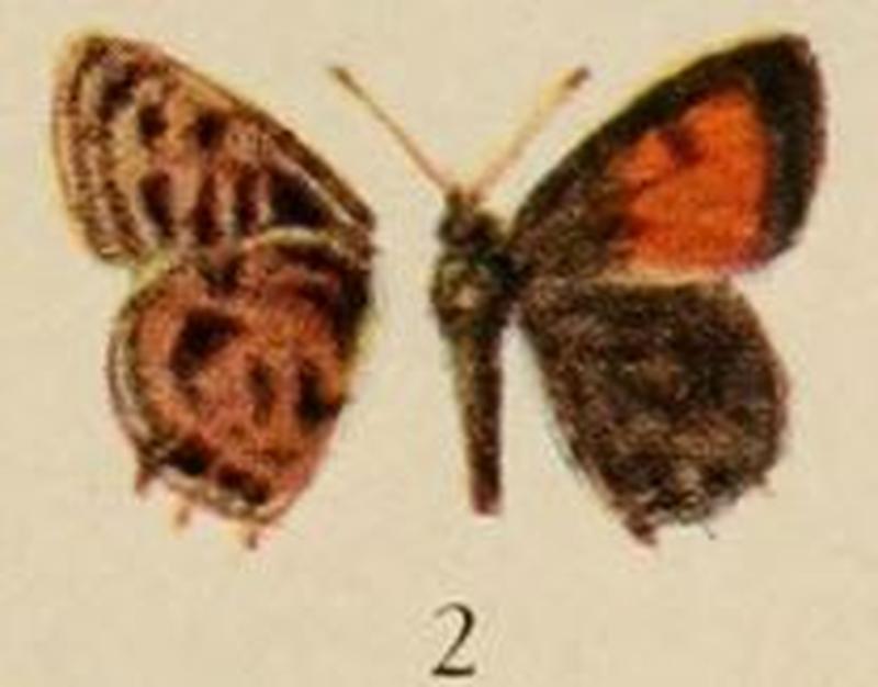 Pl.12-02-Anthene lutzi (Holland, 1920)