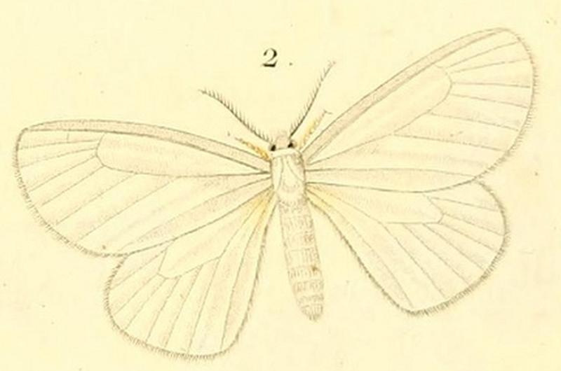 Pl.12-02-Collenettema crocipes(Boisduval, 1833)
