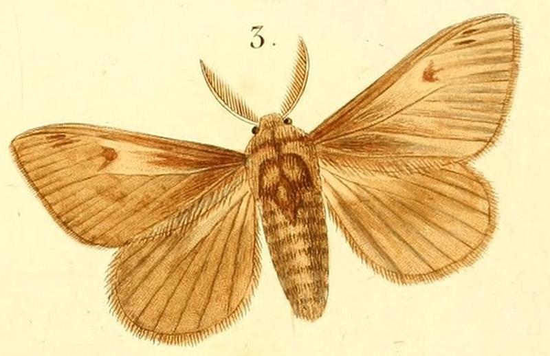 Pl.12-03-Euproctis annulipes (Boisduval, 1833)