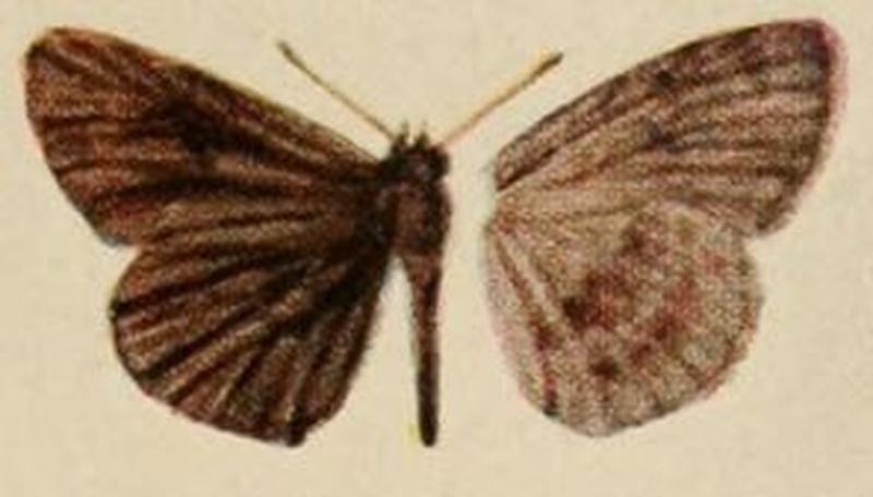 Pl.12-03-Leptalina niangarensis=Astictopterus abjecta (Snellen, 1872)