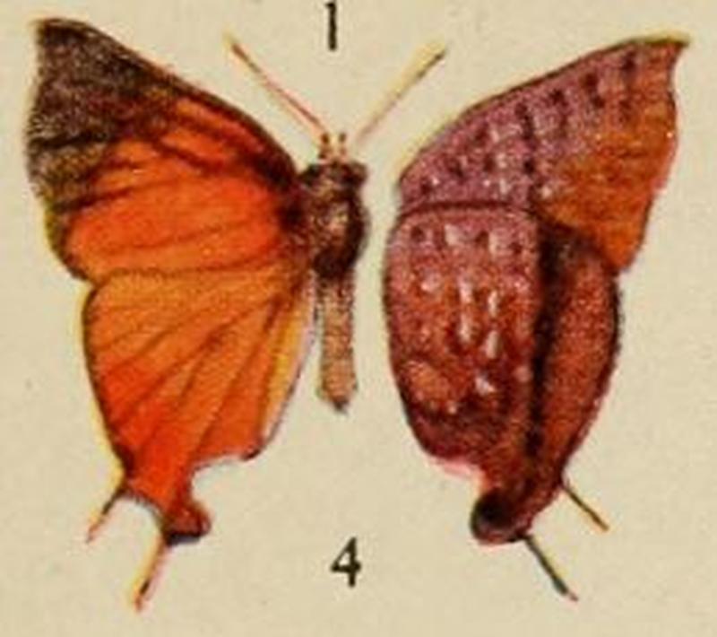 Pl.12-04-Lipaphnaeus aderna (Plötz, 1880)