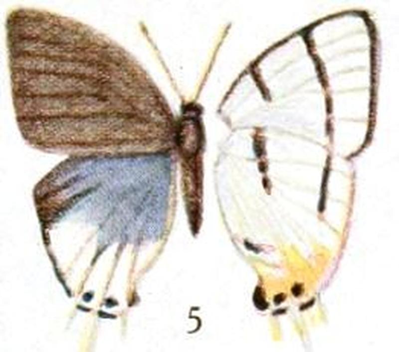 Pl.12-05-Oxylides homeyeri (Dewitz)