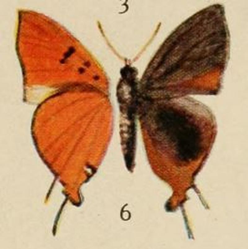 Pl.12-06-Aphnaeus chapini (Holland, 1920)