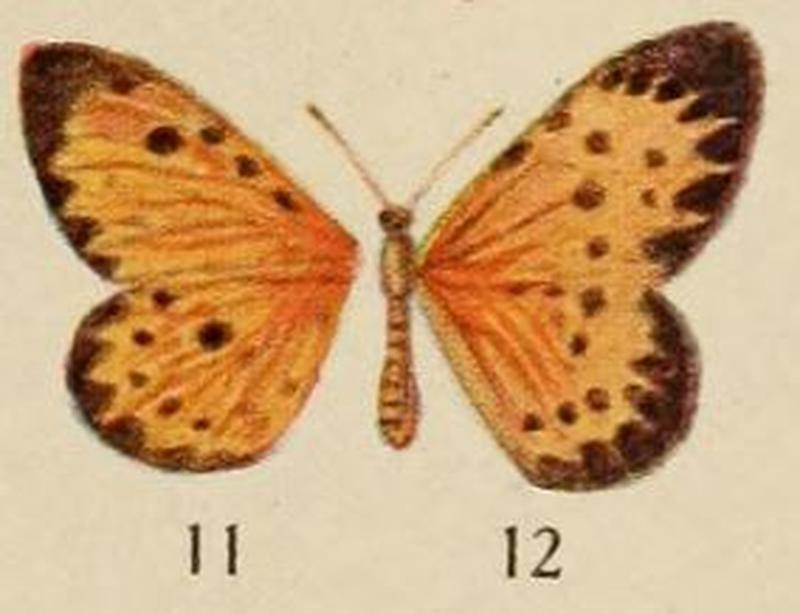 Pl.12-11-Pentila clarensis=Pentila pauli Staudinger, 1888