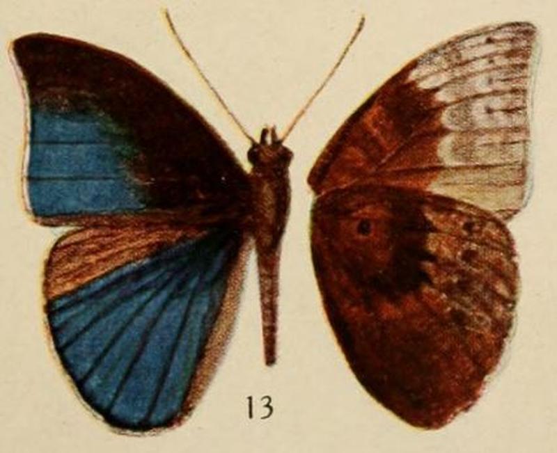 Pl.12-13-Euriphene kahli (Holland, 1920)