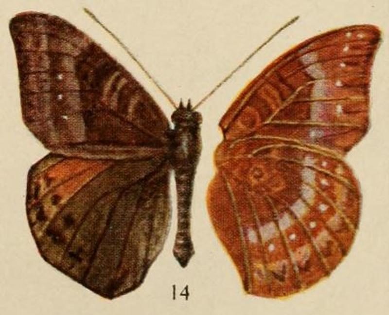 Pl.12-14-Euriphene rotundata (Holland, 1920)