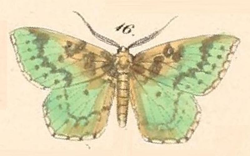 Pl.127-16-Racheospila jucunda (Synchlora gerularia)