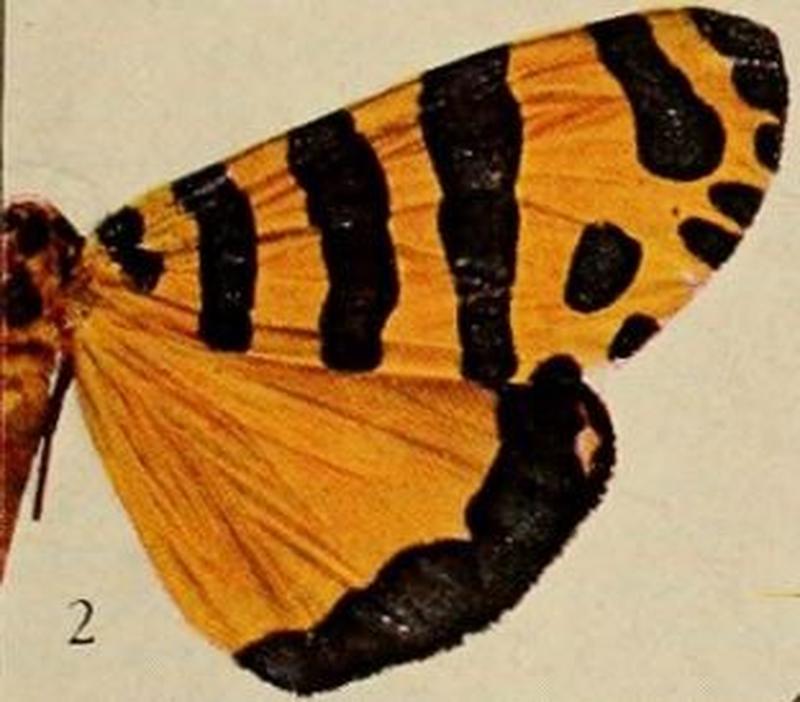 Pl.13-02-Amphicallia pactolicus (Butler, 1888)