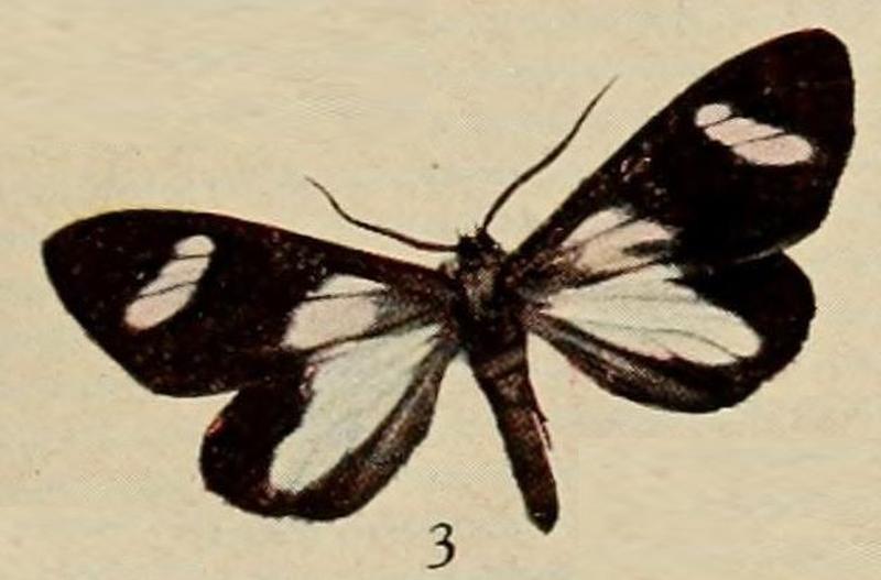 Pl.13-03-Pitthea famulita=Pitthea cyanomeris Prout, 1915