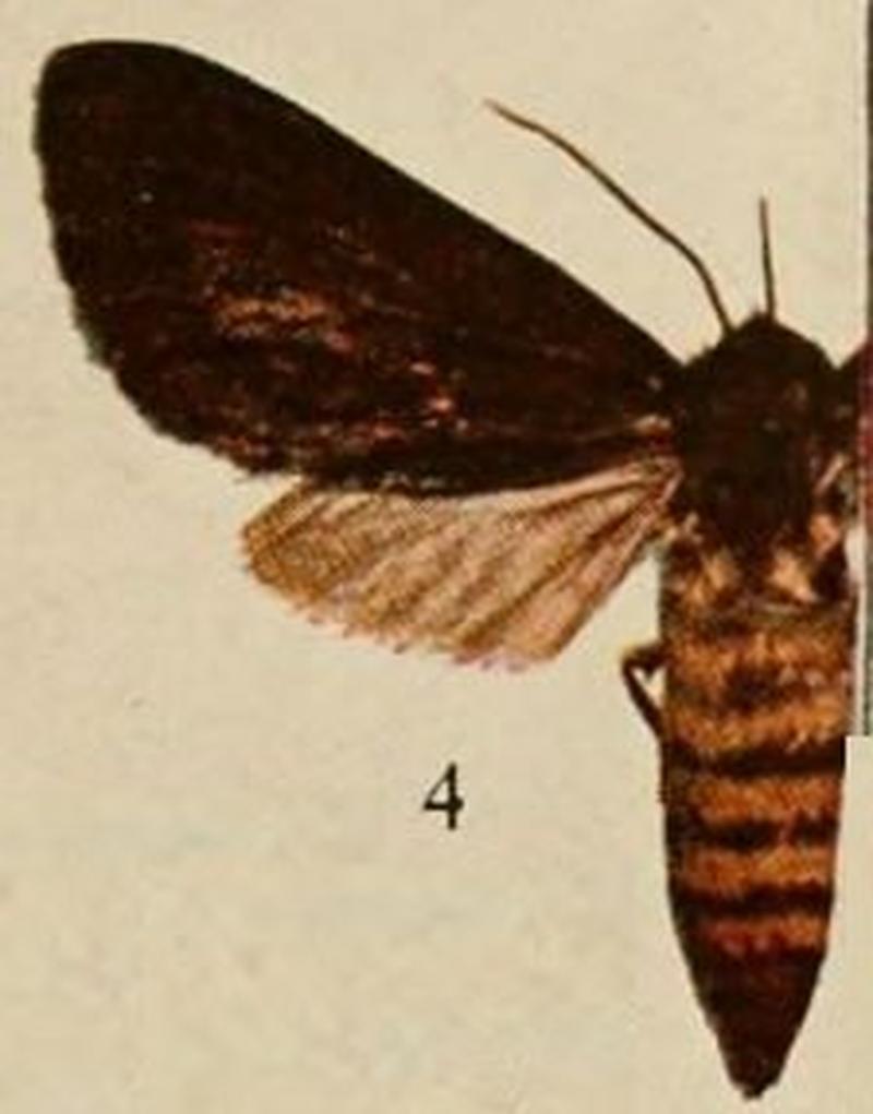 Pl.13-04-Metarctia chapini=Metarctia rubripuncta Hampson, 1898