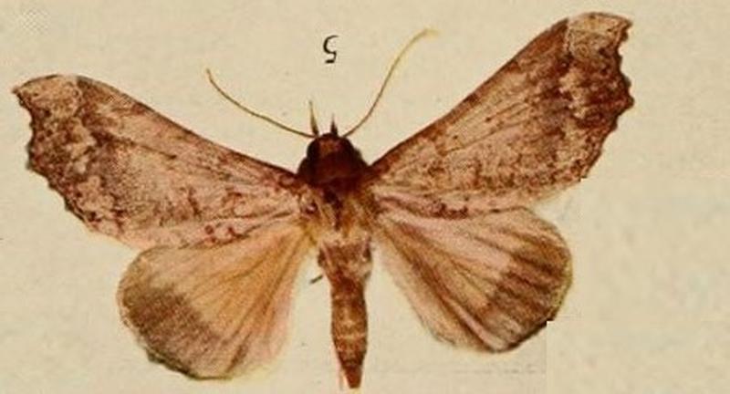 Pl.13-05-Pseudogiria variabilis (Holland, 1920) male