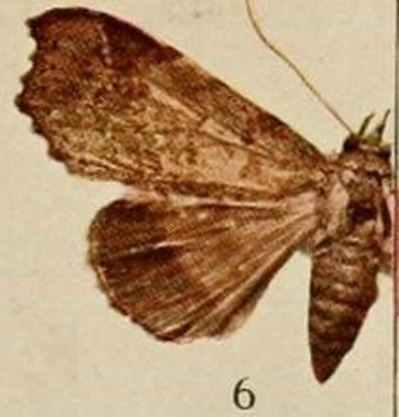 Pl.13-06-Pseudogiria variabilis (Holland, 1920) female