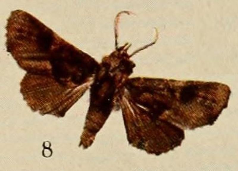 Pl.13-08-Eutelia nigricans Holland, 1920