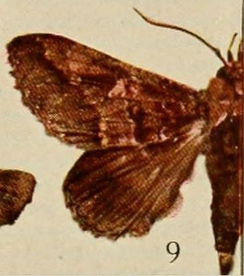 Pl.13-09-Tolna bolengensis=Ogovia bolengensis (Holland, 1920)