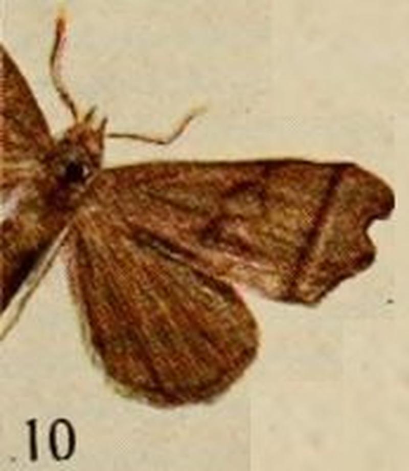 Pl.13-10-Rhynchodes avakubi=Hondryches avakubi (Holland, 1920)