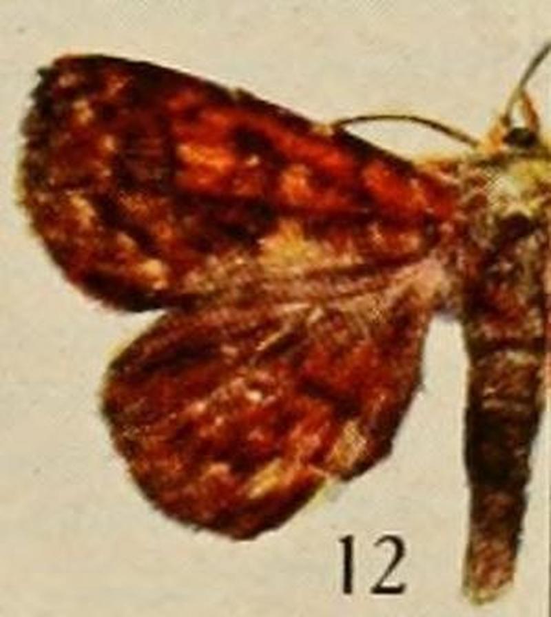 Pl.13-12-Heterospila rubida=Phlogochroa rubida (Holland, 1920)