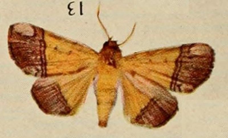 Pl.13-13-Leocyma congoensis Holland, 1920