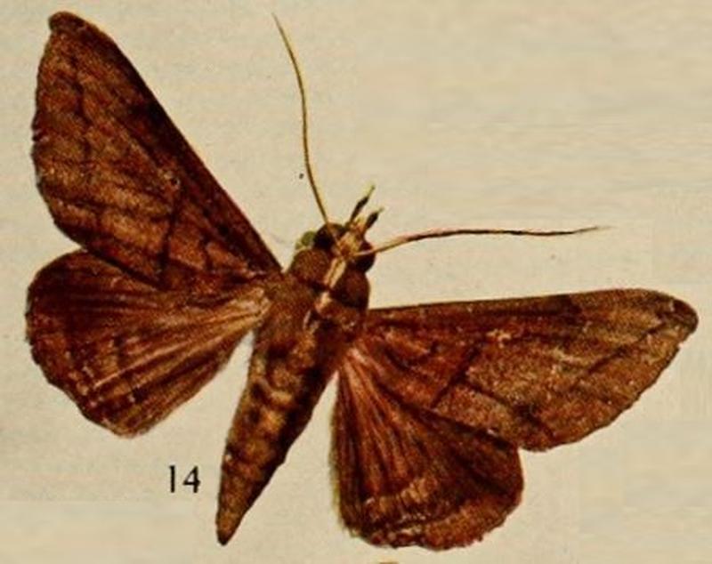 Pl.13-14-Spingomorpha aliena=Ogovia aliena (Holland, 1920)