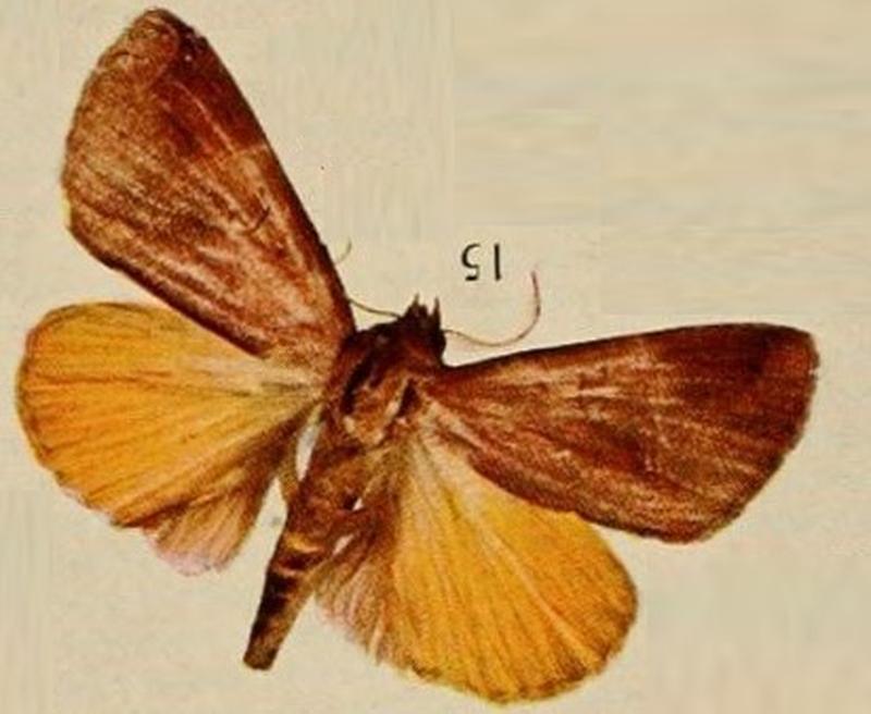 Pl.13-15-Dermaleipa nubilata=Thyas nubilata (Holland, 1920)