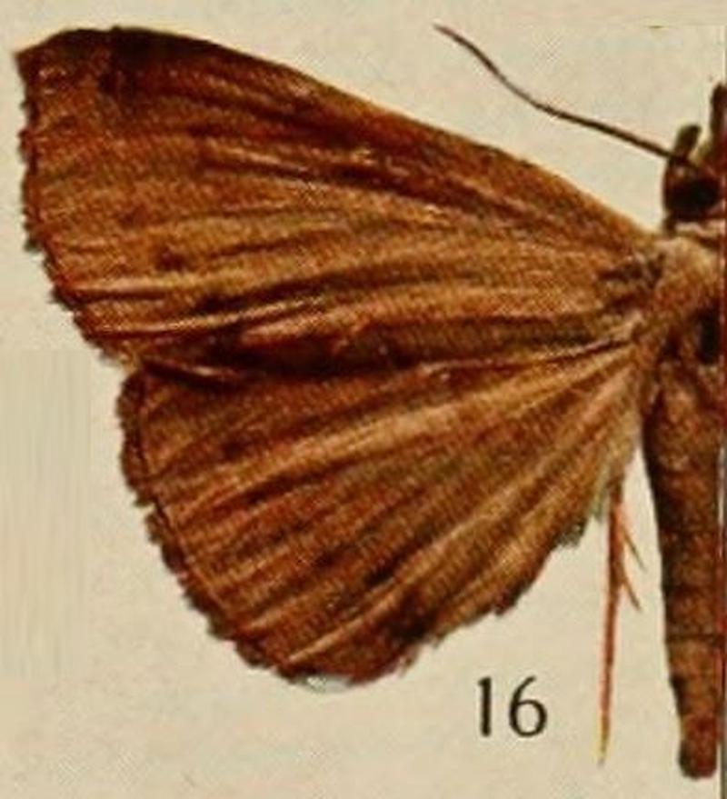 Pl.13-16-Deinypena fulvida Holland, 1920