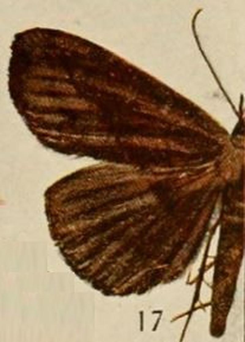 Pl.13-17-Deinypena transversata=Aburina transversata (Holland, 1920)