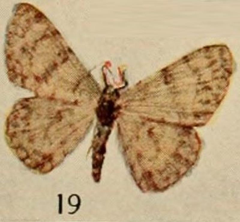 Pl.13-19-Dorsifulcrum cephalotes (Walker, 1869) (syn.- Dorsifulcrum chapinaria Holland, 1920)