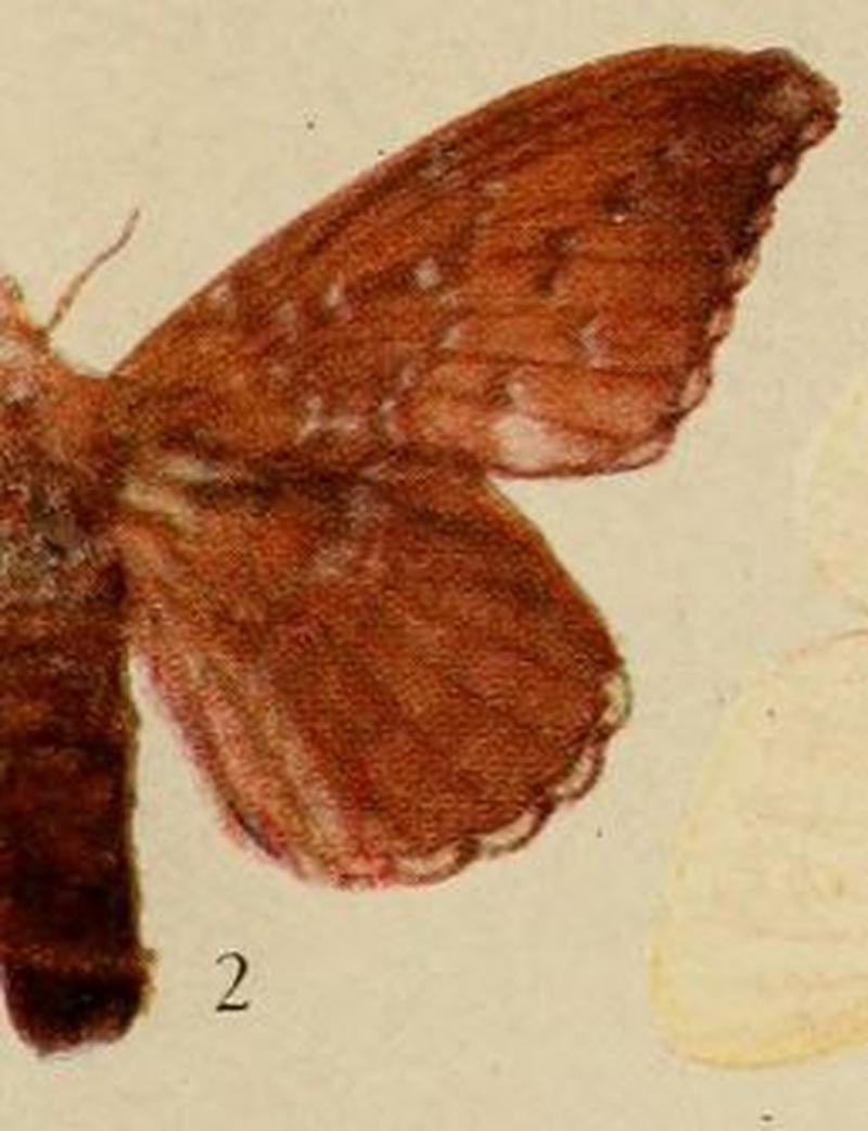 Pl.14-02-Leipoxais punctulata=Leipoxais rufobrunnea Strand, 1912, f