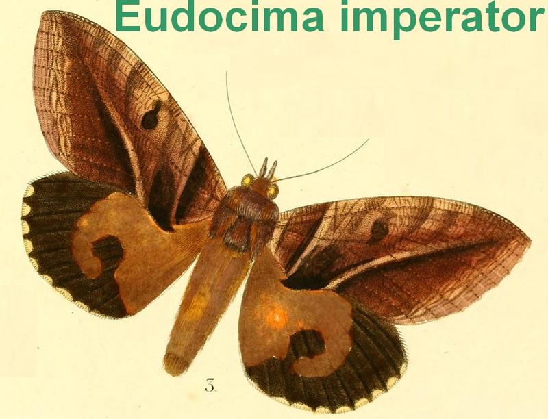 Pl.14-03-Eudocima imperator(Boisduval, 1833)