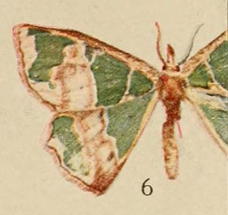 Pl.14-06-Osteosema phyllobrota=Archichlora phyllobrota (Holland, 1920)