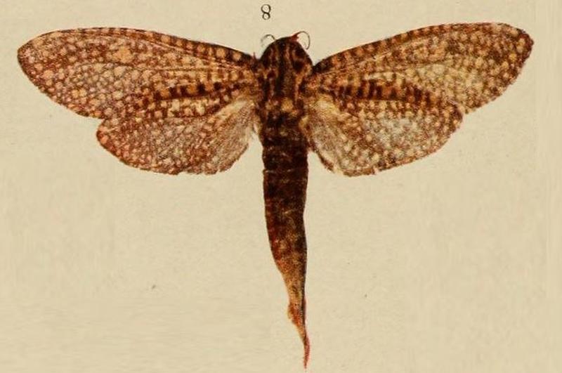 Pl.14-08-Callocossus langi=Alophonotus rauana (Strand, 1909)