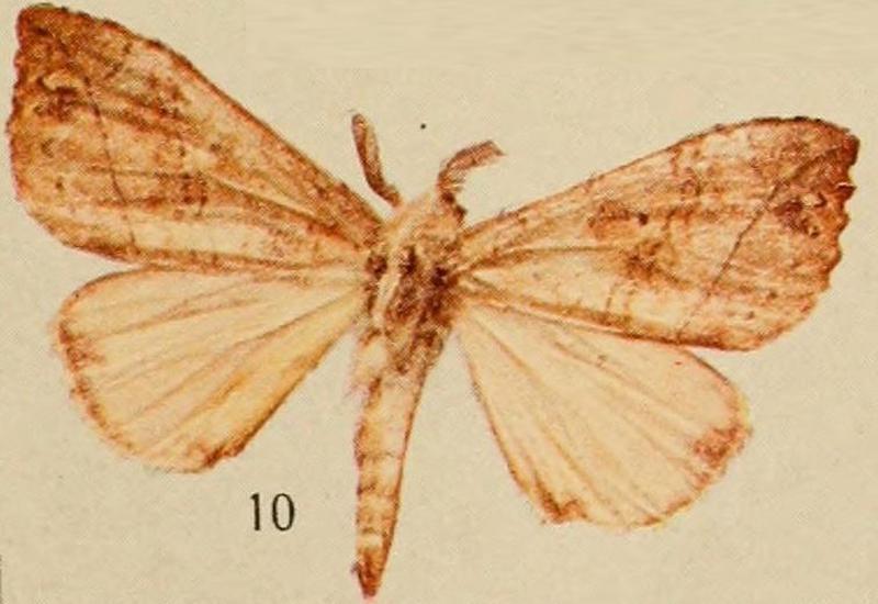 Pl.14-10-Ctenogyna medjensis=Paratrotonotus medjensis (Holland, 1920)