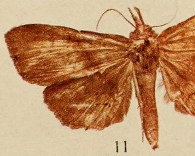 Pl.14-11-Deinypena obscura Holland, 1920