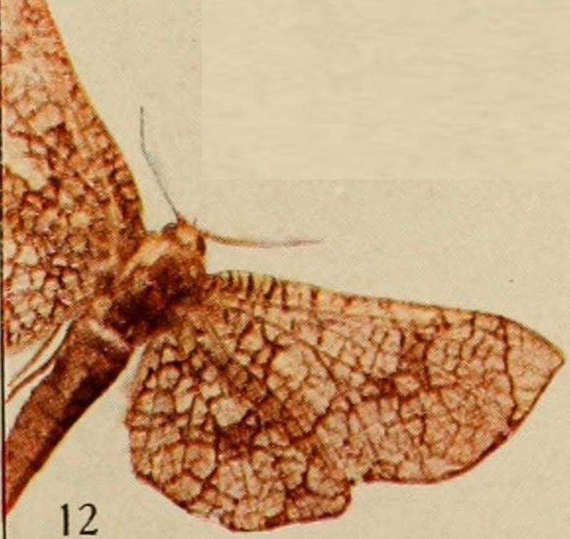 Pl.14-12-Proterozuxis medjensis=Chrysotypus medjensis (Holland, 1920)