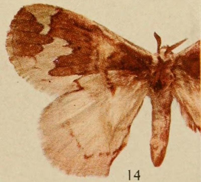 Pl.14-14-Phasicnecus grandiplaga=Stenoglene plagiatus (Aurivillius, 1911)