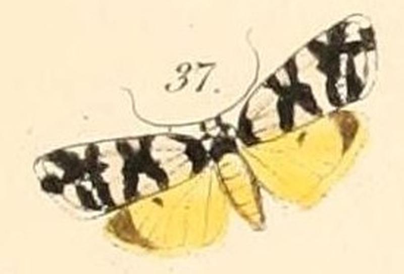 Pl.140-37-Pitane albicollis (=Thallarcha albicollis)